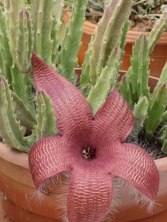 Stapelia.JPG