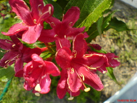 weigela II kwitnienie.JPG