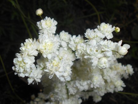 Filipendula_vulgaris_Multiplex_2017-06-26_3241.jpg