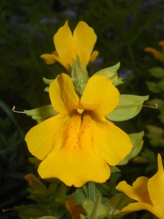 Mimulus_guttatus_2017-06-26_3236.jpg