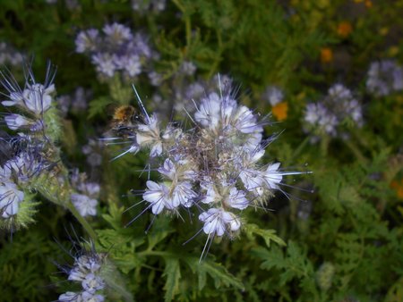 Phacelia_tanacetifolia_2017-06-28_3283.jpg