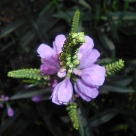 Physostegia_virginiana_2017-07-24_3600.jpg