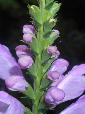 Physostegia_virginiana_2017-07-24_3604.jpg