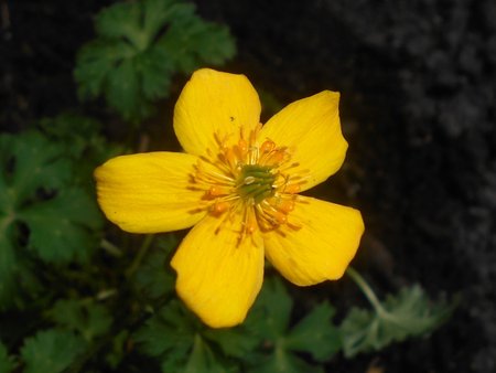 Trollius_pumilus_2017-06-06_2885.jpg