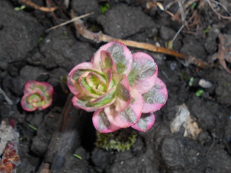 Lysimachia_punctata_Alexander_2018-04-11_8225.jpg