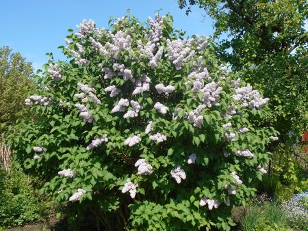 01 Syringa vulgaris 2018-05-05 1252.JPG