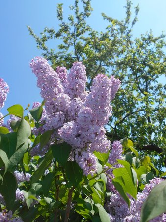 03 Syringa vulgaris 2018-05-01 9933.JPG