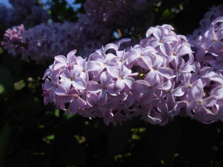 04 Syringa vulgaris 2018-05-01 9927.JPG