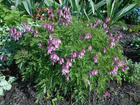 05 Dicentra formosa 2018-05-03 0247.JPG