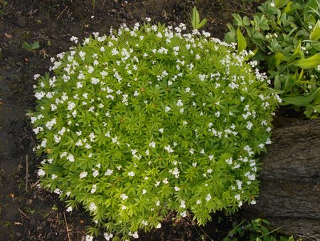 10 Galium odoratum 2018-05-05 1112.JPG