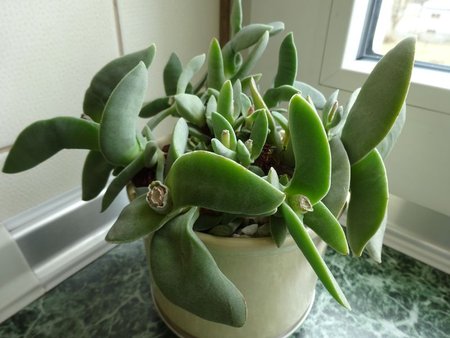 Crassula falcata.jpg