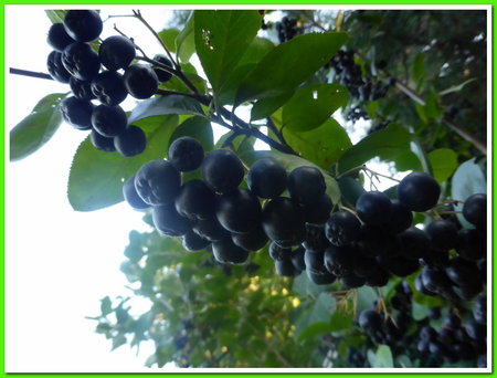 ogród 18 aronia.JPG