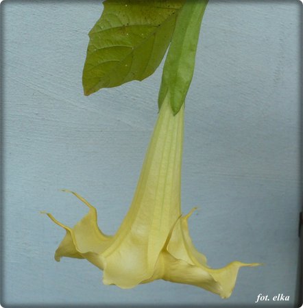 datura.JPG