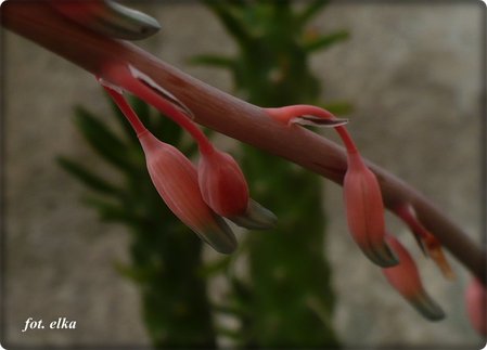 gasteria-kw.JPG