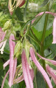 campanula-pink-octopus dzwonek.jpg