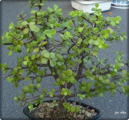 portulacaria.JPG