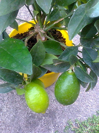 Limequat owoce już duże.jpg