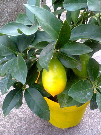Limequat owoc już dobry do zjedzenia.jpg