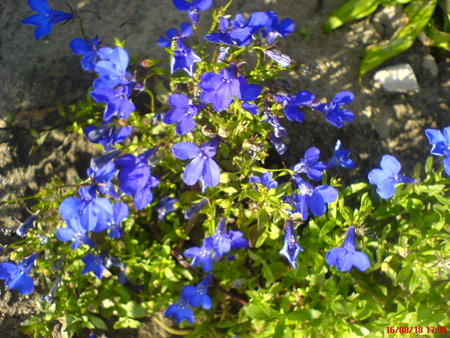 lobelia..JPG