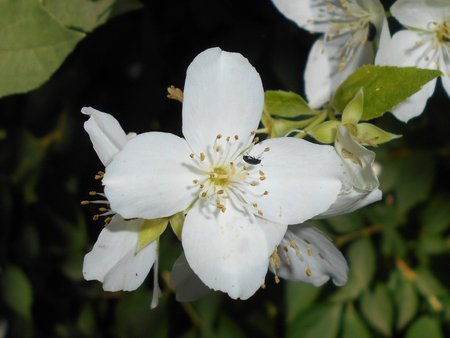 23 Philadelphus coronarius 2018-06-08_3461.jpg