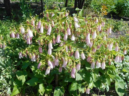 24 Campanula_punctata_2018-06-08_3409.jpg