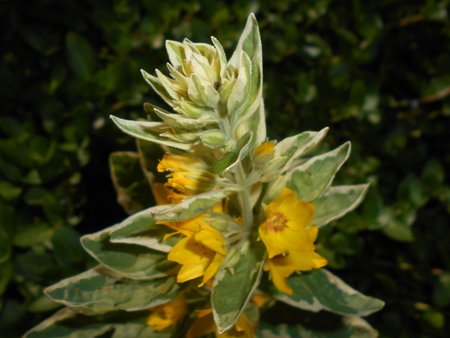 30 Lysimachia_punctata_Alexander_2018-06-07_3265.jpg