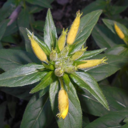 32 Oenothera_fruticosa_2018-06-07_3223.jpg