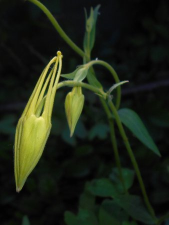 36 Aquilegia_chrysantha_2018-06-07_3206.jpg