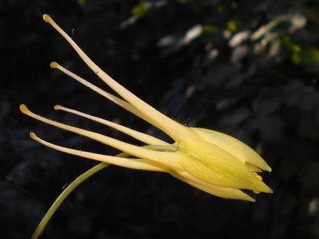 37 Aquilegia_chrysantha_2018-06-07_3305.jpg