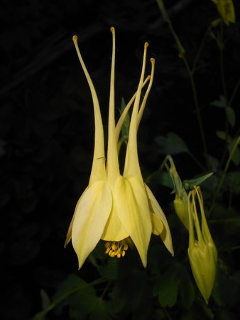 38 Aquilegia_chrysantha_2018-06-07_3204.jpg