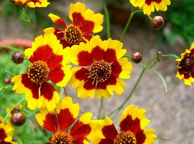 Coreopsis_tinctoria2.jpg