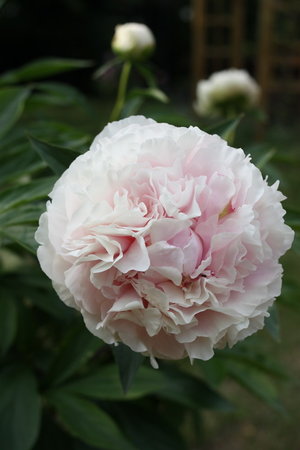 peonia 11.jpg