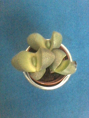 Pleiospilos nelii.jpg