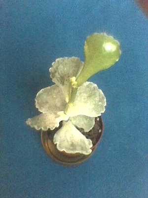 Cotyledon-po reanimacji.jpg