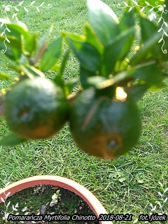 Chinotto 003.jpg