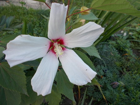 hibiskus bylinowy Old Yella.JPG