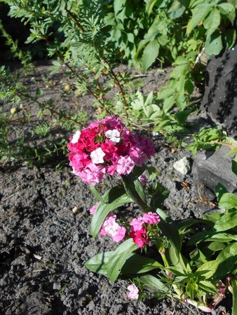 15 Dianthus barbatus 2018-07-09 5041.JPG