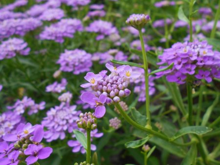 18 Iberis umbellata 2018-07-07 3692.JPG