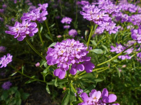 19 Iberis umbellata 2018-07-07 3710.JPG