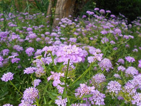 20 Iberis umbellata 2018-07-07 3711.JPG