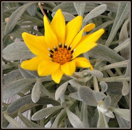 Gazania04.JPG