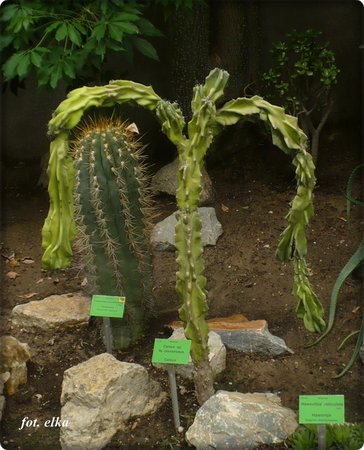 Cereus monstruosus.JPG