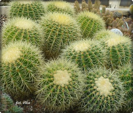 Echinocactus grusonii.JPG