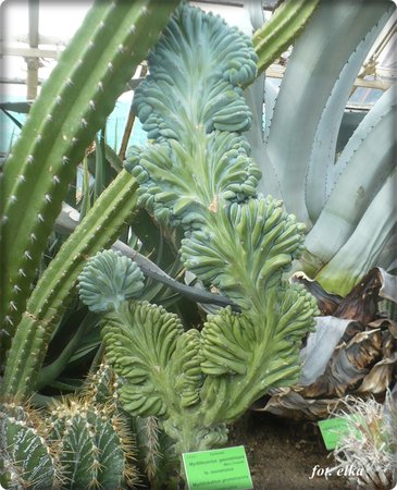 Myrtillocactus geometrizans.JPG