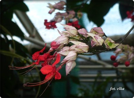 klerodendrum.JPG