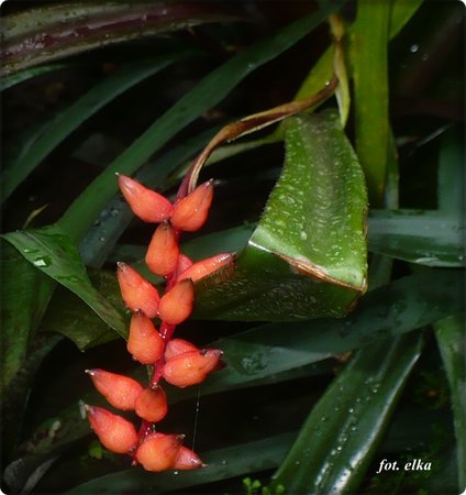 neoregelia sarmentosa.JPG