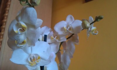 Phalaneopsis.27.01.2013.jpg