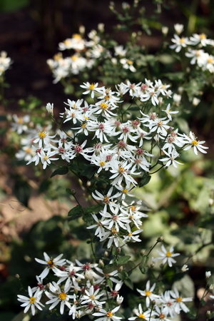 aster 1.jpg