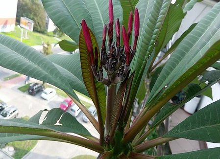 plumeria 17 wrzesień.JPG