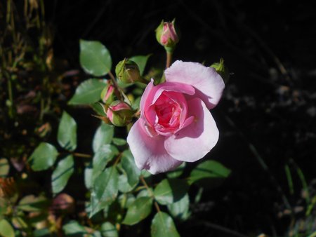 001 Rosa Bonica 2018-07-09 5045.JPG